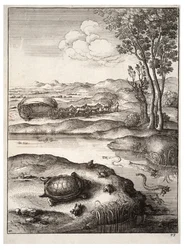 De schildpad en de kikkers